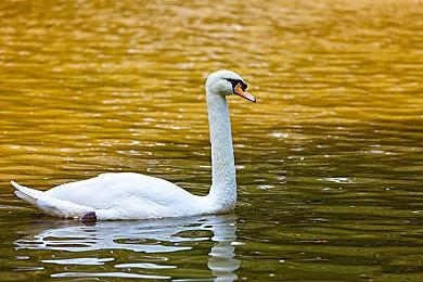 《星刃》所有国家版本都是未和谐版 国外玩家激动不已